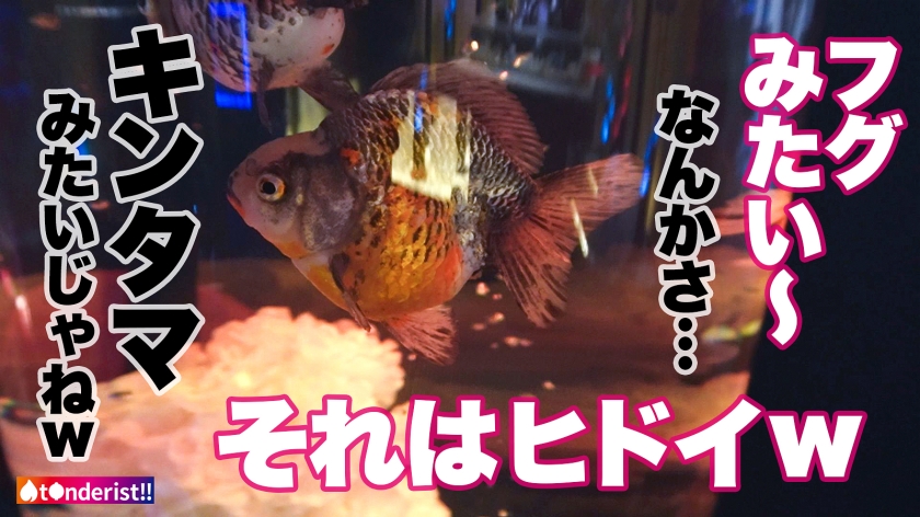 サンプル画像5